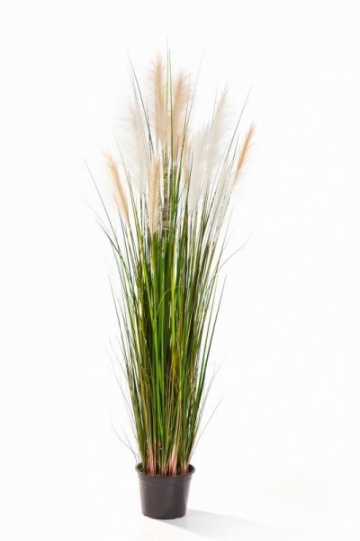 Reed Grass 150cm