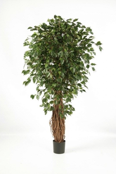 Ficus de Luxe 240cm