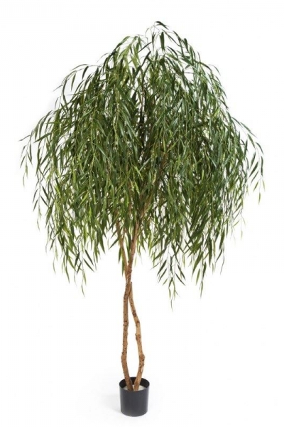 Willow Tree 240cm