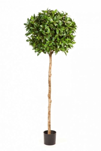 Laurel Tree de Luxe 150cm